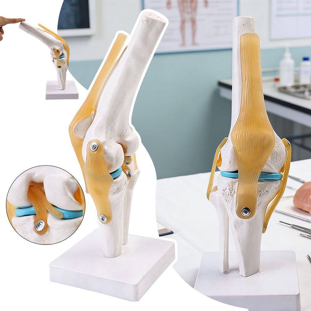 Anatomical Medical-Knee Joint  – Science Hobbyist recenzja i cena