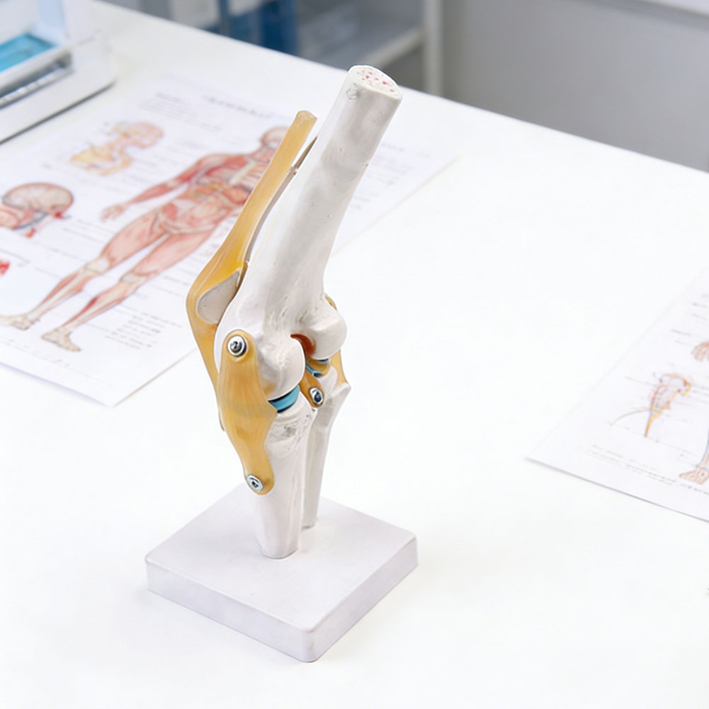 Anatomical Medical-Knee Joint  – Science Hobbyist recenzja i cena