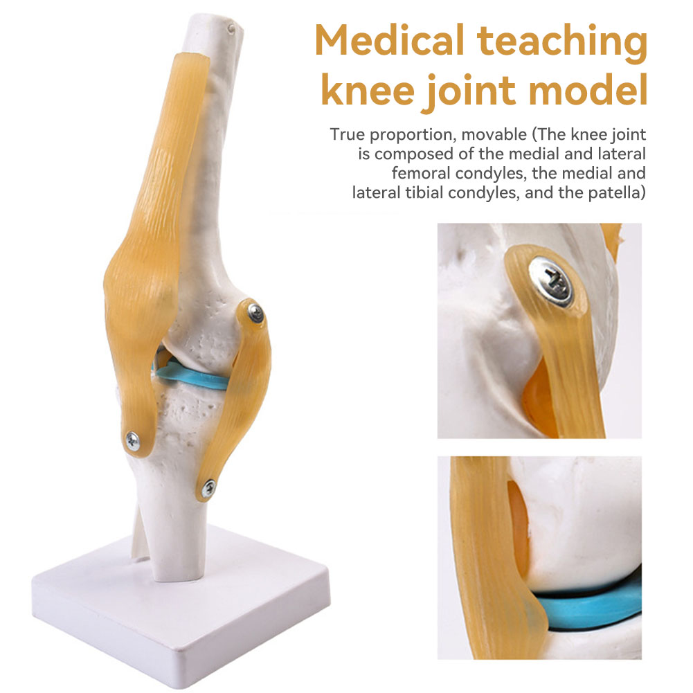 Anatomical Medical-Knee Joint  – Science Hobbyist recenzja i cena