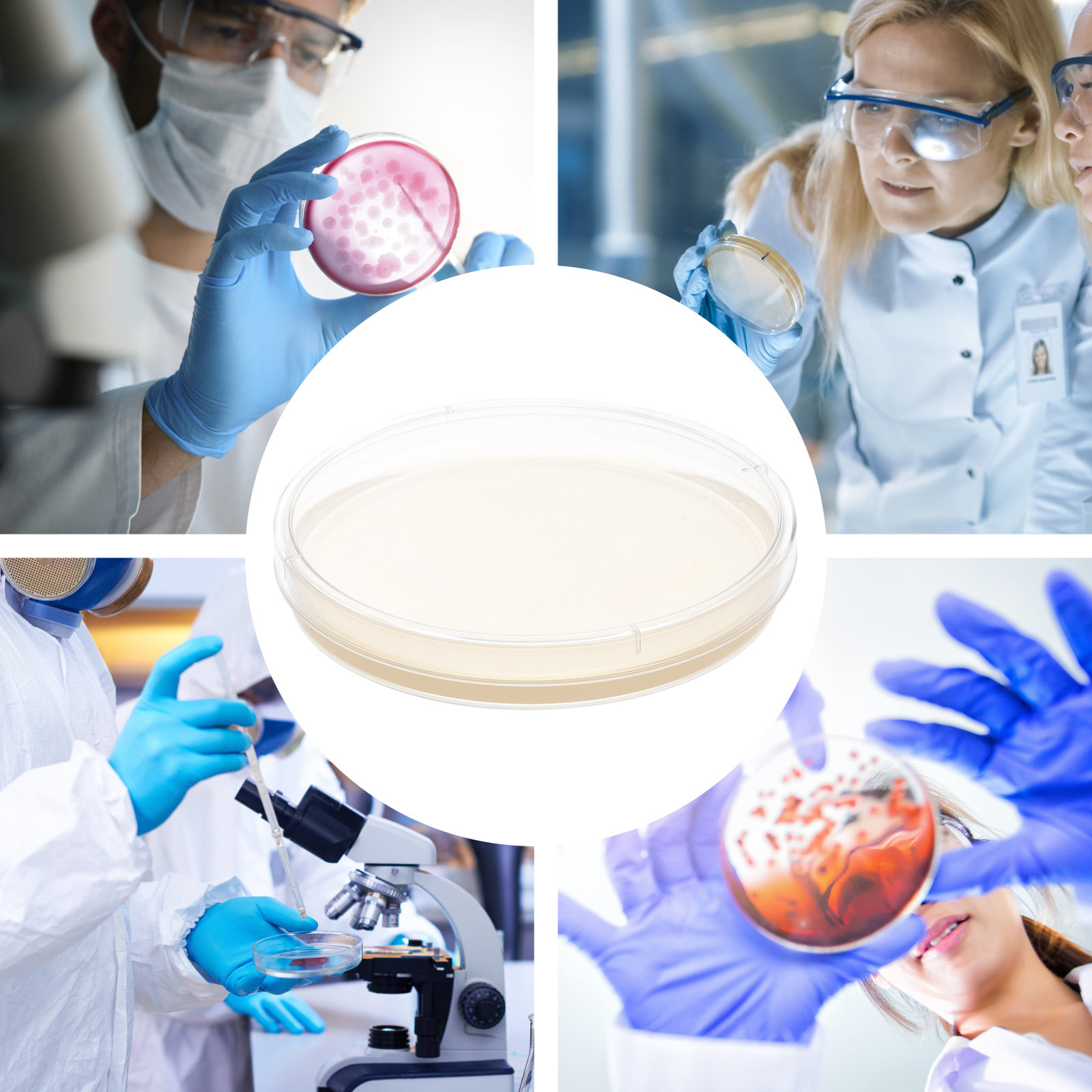 10pcs Nutrient Agar Plates Pre – Science Project recenzja i cena