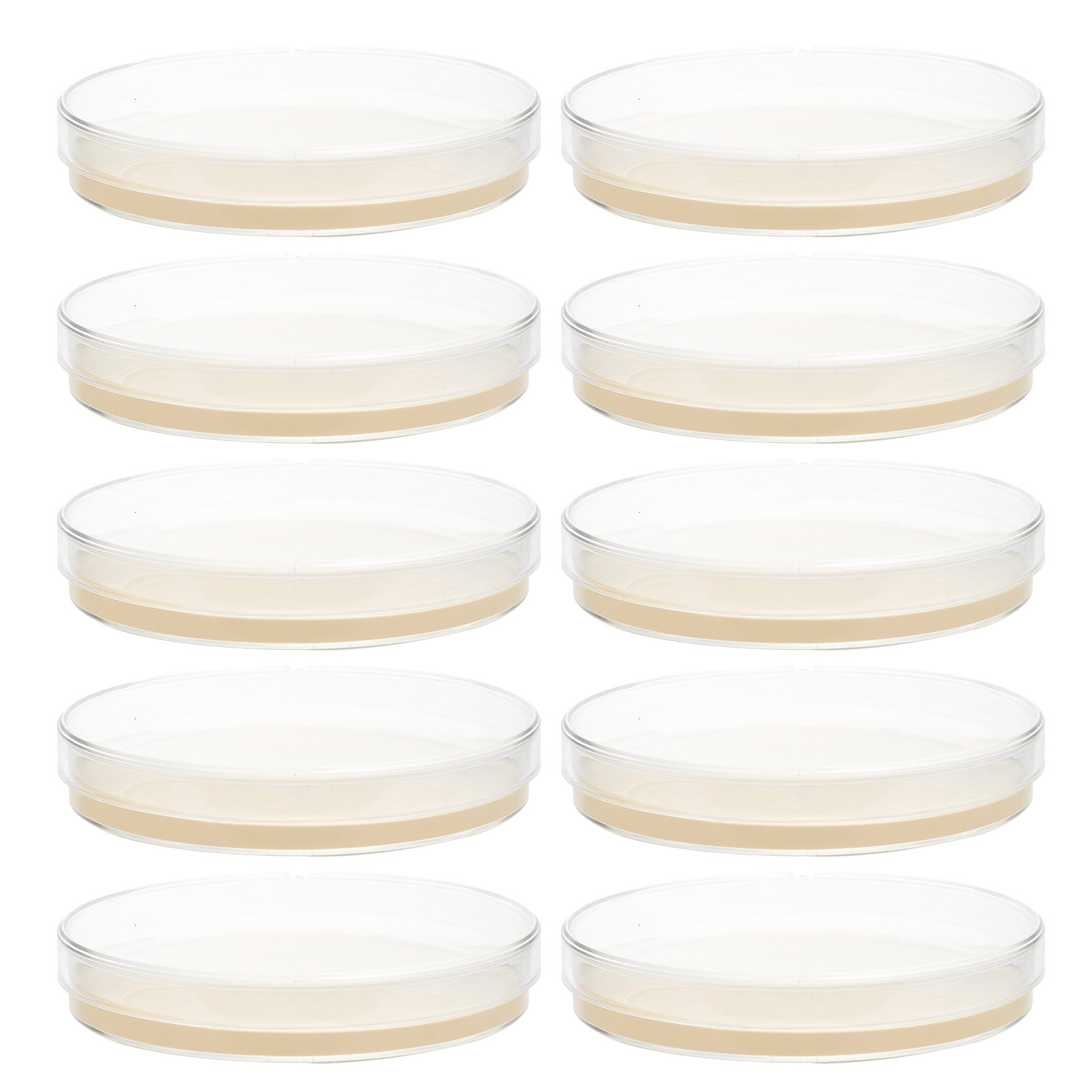 10pcs Nutrient Agar Plates Pre – Science Project recenzja i cena
