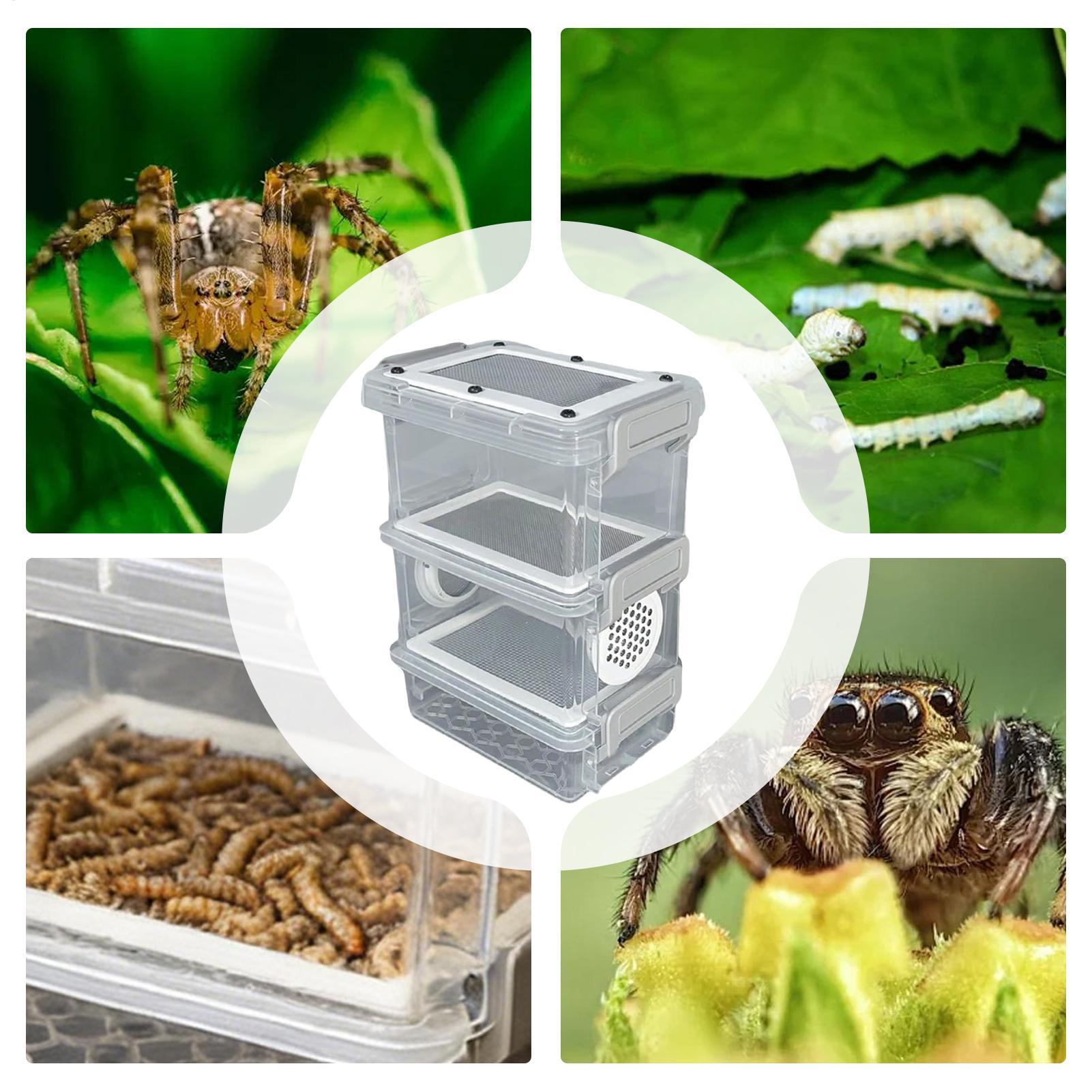 Mealworm Breeding Kit 3-Layer  – Science Hobbyist recenzja i cena